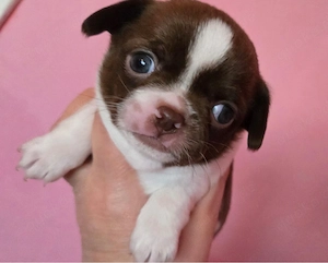 Chihuahua Mix Babys ab Ende April aus deutscher langjähriger Zucht 