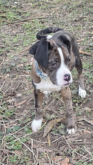 Boxer Mix Welpe Hündin