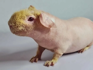 SUCHE Skinny Meerschweinchen