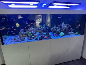 Korallen Ableger zu verkaufwn