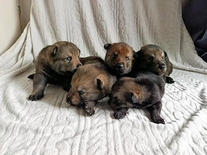 Tschechoslowakischer Wolfhund mischlinge