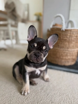 Ein kleiner französischer Bulldoggenwelpe sucht ein Zuhause für immer!