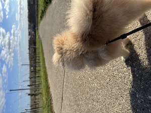 Zwergspitz Cocolina 9 monate 