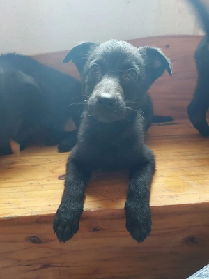 Abgabebereite malinois  Australien Shepherd bordercolie welpen