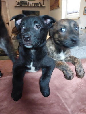 Malinois Australien Shepherd Bodercoliemix Welpen