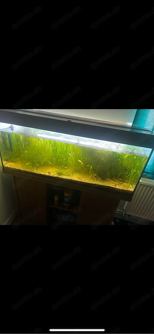 fische+aquarium zu verkaufen Bild 2