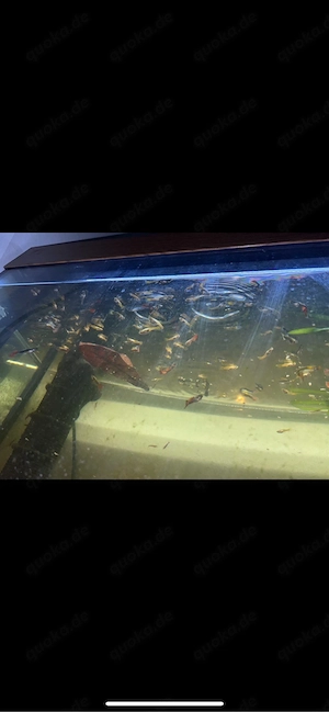 fische+aquarium zu verkaufen