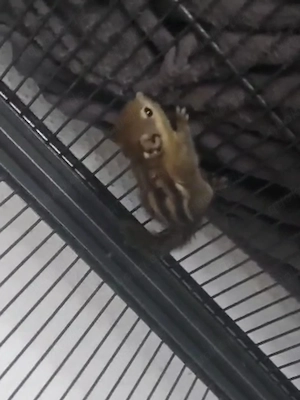 Chin. baumstreifenhörnchen