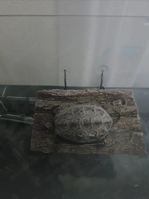 Wasserschildkröte komplett mit Zubehör