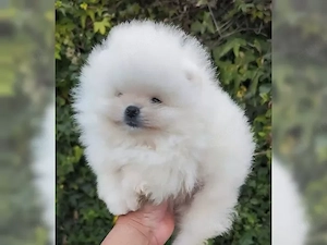 Zuckersüßen Pomeranian Zwergspitz Welpen!!