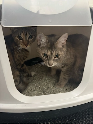 2 weibliche katzen geschwister 