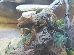 Bartagamen Pärchen mit Terrarium und Zubehör 