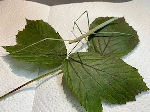 Annam Stabschrecke Blau