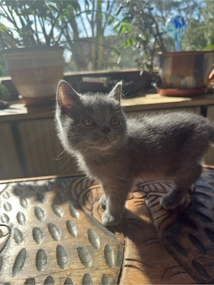 Britisch Kurzhaar Kitten