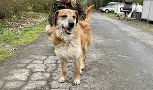 Bamba, z. Zt. in Ungarn, ein lieber Kerl