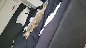 Kater zu verkaufen 