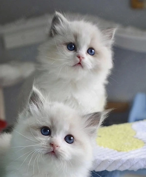 Niedliche Ragdoll Kitten suchen dich!