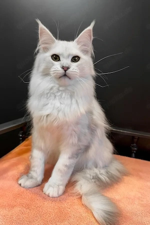 Flauschiger, 5 Monate alter, weißer Kater sucht ein liebevolles Zuhause   geimpft, entwurmt und supe