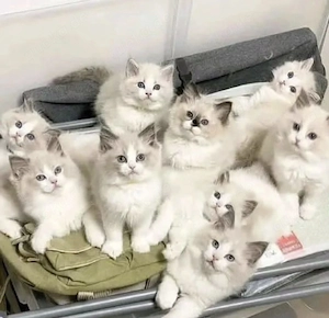 Ragdoll Kitten   verschmust & verspielt