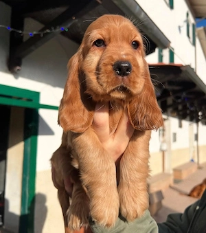 Charming cocker Spaniel Welpen!!