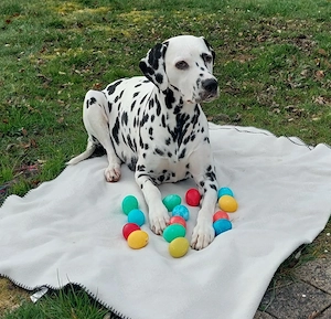 Dalmatiner Welpen April 2026, VDH FCI