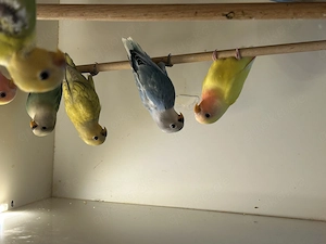 Nestjunge Rosenköpfchen 