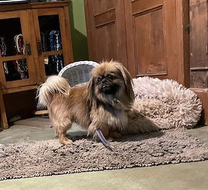 Bogyo, zzt. in Ungarn, wären Menschen mit Katzen im Haushalt ideal