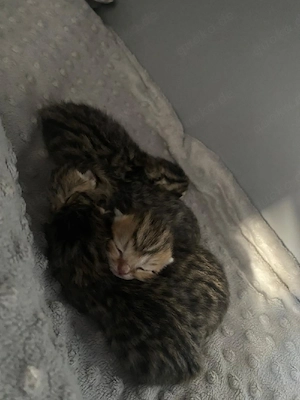 Baby Katzen zu verkaufen 