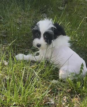 Süße Chinese Crested Welpies suchen ihr Traum zuhause