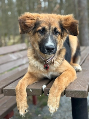 bordercollimixhündin 6,5 monate 