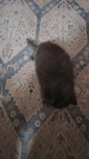 Babykatzen zum Verkauf 