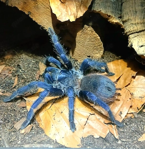 Vogelspinne L.sazimai 
