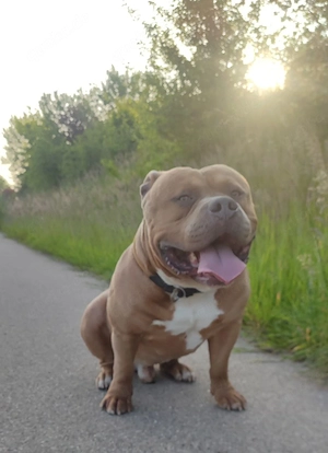 American Bully Rüde mit erstklassiger Blutlinie 