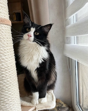 Mainecoon Kater Maylo 