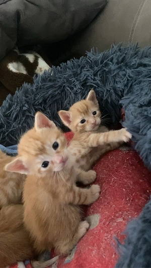 Katzen am 04.05 abzugeben Bild 9