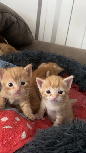 Katzen am 04.05 abzugeben Bild 8