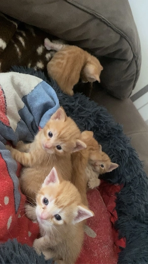 Katzen am 04.05 abzugeben Bild 7