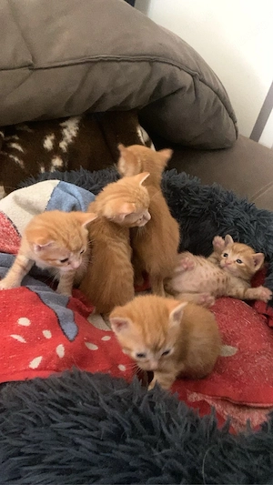 Katzen am 04.05 abzugeben Bild 10