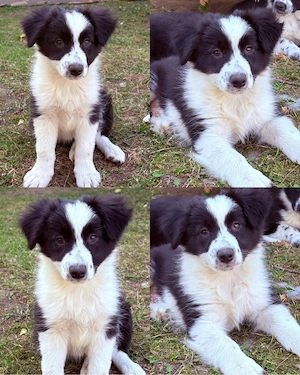 Border collie welpe die Abstammung