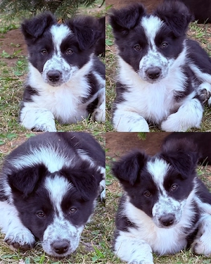 Border collie welpe die Abstammung