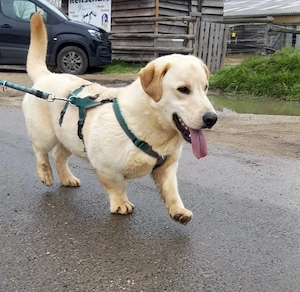 Labtacs, ab 29.3. PS 50170 Kerpen, ist entsprechend verspielt und aufgeweckt. 