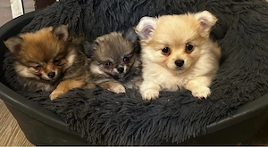  Wunderschöne Pomchis suchen Dich   