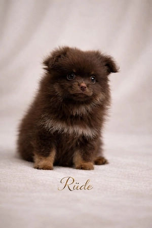exklusive Pomchi Welpen  pomeranian zwergspitz Chihuahua 