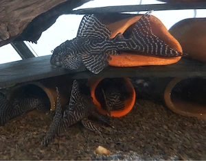 Zuchtgruppe L66 + Jungtiere (verkauf oder tausch)