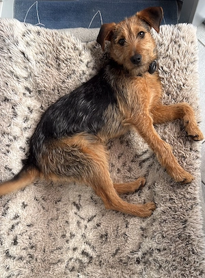  Grisou  offener kleiner Mann mit grossem Herz