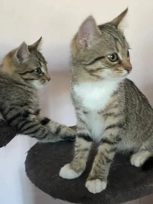 3 Monate alte Kätzchen 