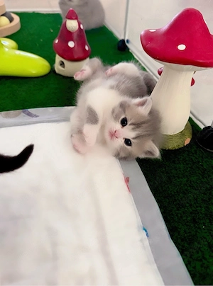 Zuckersüsse Reinrassige Bkh Kitten