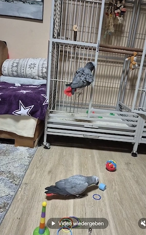 Graupapageien  zu verkaufen 