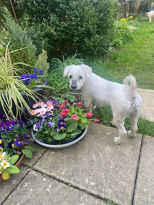 Kenzo  kleiner, anhänglicher Herzenshund