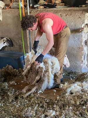 Schafe scheren (wir scheren ihr Schaf) 